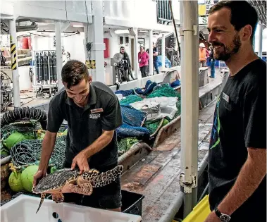  ?? PHOTO: NAVA FEDAEFF/NIWA ?? Koha the turtle is prepared for its journey to the Kermadecs, where it will be released back into the ocean.