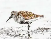  ??  ?? Dunlins are an easy shorebird to identify this spring. Look for the off-kilter black patch on a white belly.