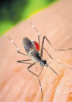  ?? ?? Vector. El mosquito Aedes Aegypti, transmisor de la enfermedad.