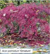  ?? ?? Acer palmatum ‘Ornatum’