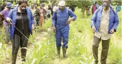  ??  ?? Officers spraying maize against army worms