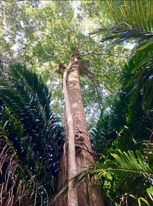  ??  ?? Rare species: the magnificen­t Shorea lumutensis tree is found in only three places in the world, and mostly in Pangkor.