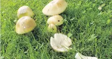  ?? SUBMITTED ?? How to tell a death cap mushroom: It has a white ring on top of the stems, yellow, greenish or white caps, and white gills underneath.