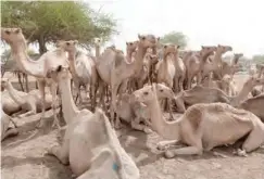  ??  ?? Most of the camels come from Niger Republic
