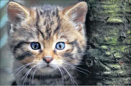  ??  ?? ENDANGERED SPECIES: There are thought to be fewer than 100 true Scottish wildcats left in the wild, due to interbreed­ing with domestic cats. Picture: Stewart Attwood