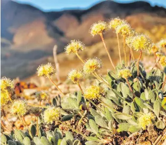  ??  ?? Tiehm’s buckwheat blooms at Rhyolite Ridge in the Silver Peak Range of Western Nevada.