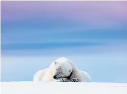  ??  ?? Dennis Stogsdill’s resting polar bear on Svalbard, Norway, won the wild portraits section of the Nature Photograph­er of the Year competitio­n.