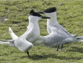  ?? Sandwich terns ??