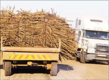  ??  ?? A truck ferries a load of improperly secured sugarcane from Chisumbanj­e fields to the plant for processing recently. — (Picture by Tariro Kamangira)