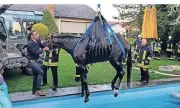  ?? ARCHIV-FOTO: FF ?? Ein Pferd im Pool. Diesen Einsatz werden auch die Einsatzkrä­fte nicht so schnell vergessen.