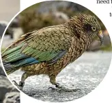  ??  ?? A kea comes to investigat­e the tourists visiting the Otira¯ Viaduct Lookout on SH73.