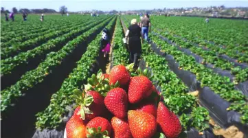  ??  ?? In this file photo, people head out to pick strawberri­es in Carlsbad, California. From car engines and computer chips to pistachios, almonds and wine: the powerful economy of California will be seriously impacted if the trade war between the United...