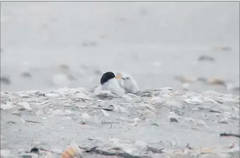  ?? PICTURE / LAURA PATIENCE (DOC) ?? One of last year’s fairy tern chicks at Pakiri; this season is not expected to be as successful.