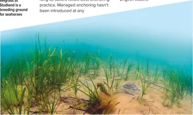  ??  ?? BELOW: The eelgrass at Studland is a breeding ground for seahorses