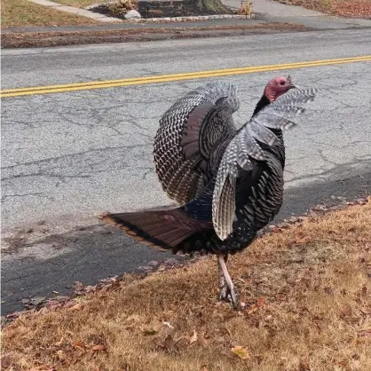  ??  ?? Limpy particular­ly enjoys hobbling down the center of a busy road during rush hour, and also pursuing vehicles. Photograph: Erin O'Halloran Gesmundo