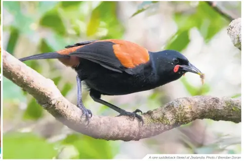  ??  ?? A rare saddleback (tīeke) at Zealandia. Photo / Brendan Doran