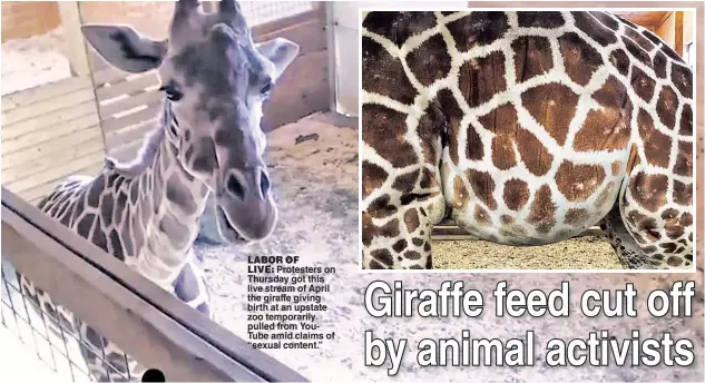  ??  ?? LABOR OF LIVE: Protesters on Thursday got this live stream of April the giraffe giving birth at an upstate zoo temporaril­y pulled from YouTube amid claims of “sexual content.”
