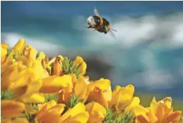  ?? ODD ANDERSEN AGENCE FRANCE-PRESSE ?? Selon l’étude effectuée au Canada, les abeilles exposées à du pollen traité avec ces insecticid­es néonicotin­oïdes pendant les neuf premiers jours de leur vie voyaient leur espérance de vie réduite de 23 %.