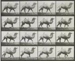  ??  ?? Above: This collotype print entitled ‘Camel Trotting’ comes from Eadweard Muybridge’s Animal Locomotion series, and is one of many images ‘collected’ by the V&amp;A
