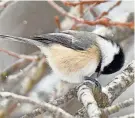  ?? PHOTO PROVIDED BY RICK MARSI ?? Here, a chickadee is opening a seed.