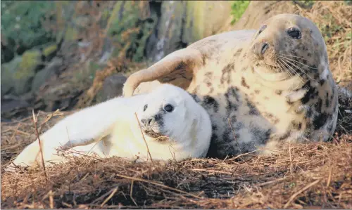  ?? PICTURE: ABERTAY UNIVERSITY. ?? WILDLIFE THREAT: A seal pup with its mother on the Isle of May in the Firth of Forth.
