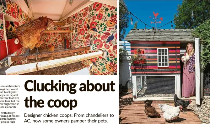  ?? — Photos: TNS ?? Kate Richards lined her chicken coop with vinyl botanical blockprint wallpaper. Kate Richards holds her Delaware chicken Princess Vespa inside the coop she designed in Sierra Madre, California.