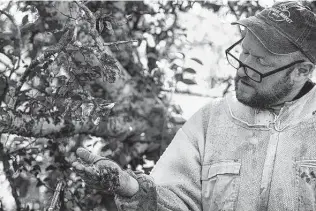  ?? Mikala Compton / Austin American-statesman ?? Bees cover beekeeper Charlie Agar’s bare hand as he looks for the queen bee of a hive in San Marcos. Agar said he normally wears gloves, but this hive was gentle.