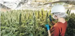  ?? CANNIMED LTD. ?? The CanniMed acquisitio­n is set to give Aurora the oldest brand name in the medical cannabis space.