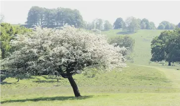  ??  ?? The north car park is open with limited spaces at Petworth Park