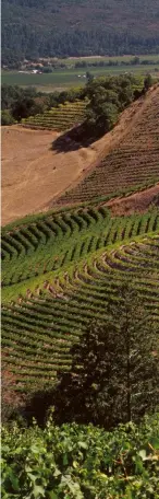  ??  ?? Above: before the fire (see right) – the vineyards and winery at Newton on Spring Mountain, towering above St Helena and Napa Valley