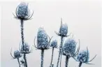  ?? Foto: Silas Stein, dpa ?? Ein kalter Winter - idyllisch und notwendig zugleich.