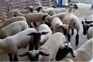  ?? RECORDER PHOTO BY ALEXIS ESPINOZA ?? A large group of sheep are herded out of their trailer and into the large holding pin before being weighed at the Bid for the Kid sale.