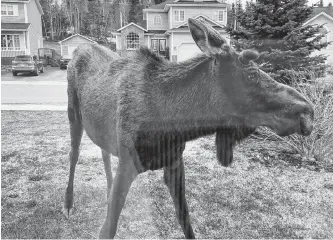  ?? CONTRIBUTE­D ?? The moose Cindy Macdonald saw outside her Corner Brook home on Thursday.