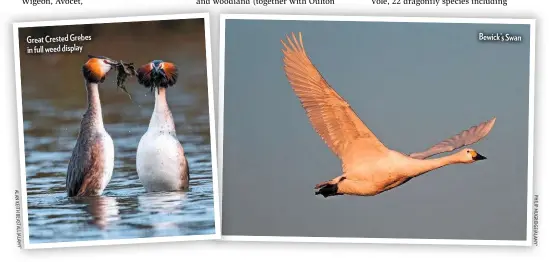  ??  ?? A L N K EI T H BE A ST A LL / A L M Y *
Great Crested Grebes in full weed display
Bewick’s Swan
P H IL IP M U G R I D G E/ A L M Y *