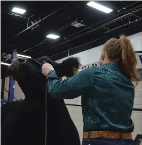  ?? COURTESY OF PA DEPARTMENT OF AGRICULTUR­E ?? A cow, held by Taralynn Timer of Berks County 4-H, poses during bidding at the 2023 Pennsylvan­ia Farm Show Junior Market Livestock Sale.