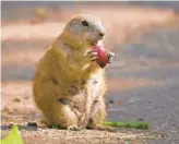  ??  ?? A Black-tailed prairie dog enjoys an apple slice at the Maryland Zoo in Baltimore. While the zoo was closed during the COVID-19 outbreak, animals had to be cared for daily, so keepers are essential workers.