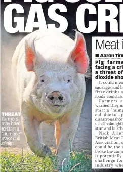  ??  ?? THREAT Farmers may have to start a “humane” mass cull of pigs