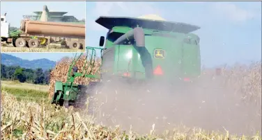  ??  ?? A combine harvester harvests maize at Arda Antelope in Maphisa on Friday. Inset: The harvester offloads grain onto a truck. Arda Antelope Estate is under the Command Agricultur­e initiative that the Government embarked on. (Seestoryon­Page2)