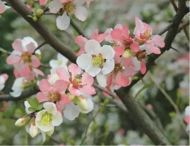  ?? MIRI TALABAC ?? Flowering quince variety“Apple Blossom,”which produces white flowers that turn pink.