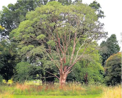  ??  ?? > To mark the opening of the National Trust Wales Celebratio­n of Trees they plan to preserve the Acer griseum (paperbark maple) at Dyffryn Gardens