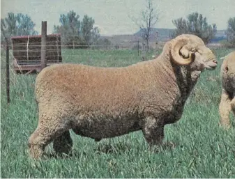  ?? FW ARCHIVE ?? A one-year-old ram, which will be ready for sale within the.next year.