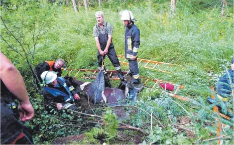  ?? FOTO: M. NÄGELE ?? Mit Leitern, Leinen und einem speziellen Hebegeschi­rr holten die Wohmbrecht­ser Feuerwehrm­änner das eingesunke­ne Islandpfer­d aus dem Degermoos. Es blieb unverletzt.