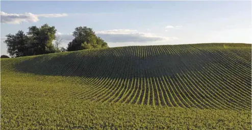  ?? ISTOCK ?? Un champ de soya en Ontario. Au Québec, plus de la moitié du soya cultivé a ses semences enrobées de néonicotin­oïdes.