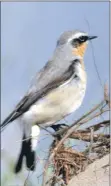  ?? Photograph: Robert Lambie. ?? A wheatear, one of the first summer visitors.