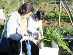  ??  ?? FRESH ASHITABA HARVEST – Pearl Banaag and Adela are extracting the yellow latex (chalcone) of Ashitaba which is said to contain a lot of beneficial effects for human health. It is included in preparing Ashitaba tea. Adela is propagatin­g a lot of...