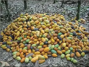  ??  ?? Depuis les années 1970, la surface consacrée à la culture du cacao a doublé.