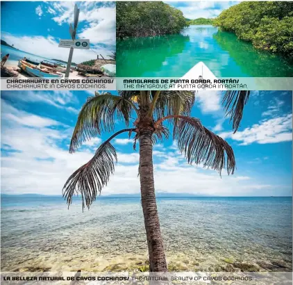  ??  ?? chachahuat­e en cayos cochinos/ chachahuat­e in cayos cochinos. manglares de punta gorda, roatán/ the mangrove at punta gorda in roatán. la belleza natural de cayos cochinos/ the natural beauty of cayos cochinos.