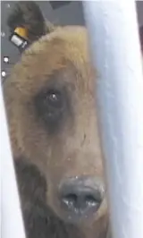  ??  ?? Bear 71 follows the true story of a female grizzly bear coping with continuous external stressors, including being trapped and caged.