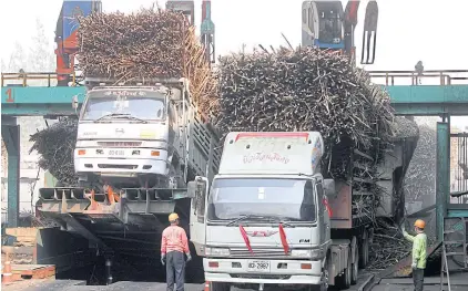  ??  ?? Trucks unload sugar cane to be processed by millers. The schedule for the 2018-19 sugar season is still unresolved.