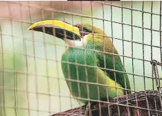  ??  ?? El tucán esmeralda es una de las especies más exóticas y encantador­as del refugio. Este cuenta con un hermoso plumaje verde y un pico de colores.